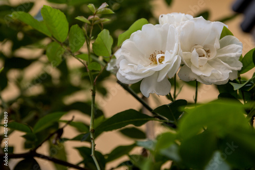 Close up of white roses among sprigs and green leaves and pale sandy background