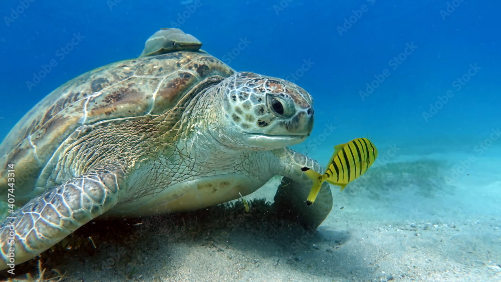Obraz premium Big Green turtle on the reefs of the Red Sea.