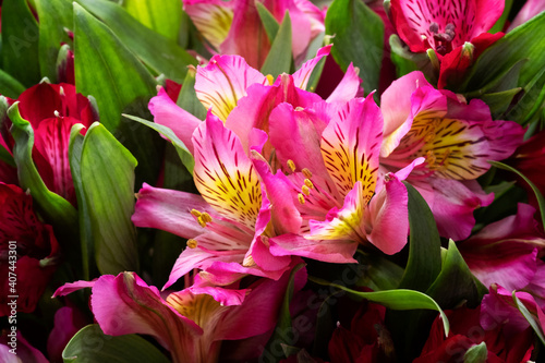  Pink alstroemeria close up