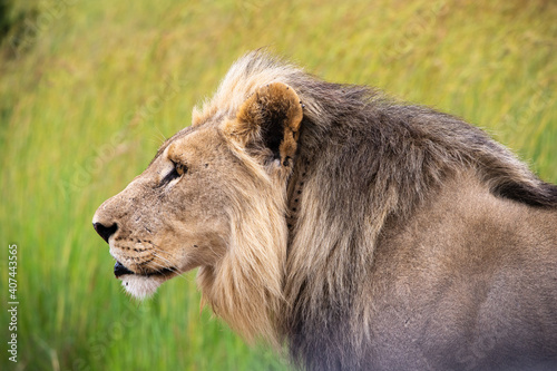 Male lion portrait with grass background