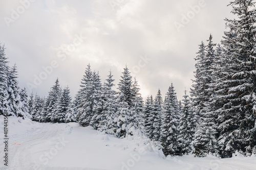 Splendid Alpine scenery in winter. Fantastic frosty afternoon in forest