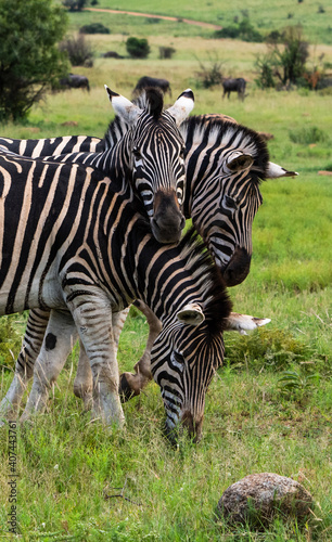 Three zebra playing and standing with heads over each other