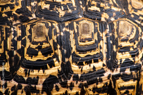 Close up of  leopard tortoise shell pattern
