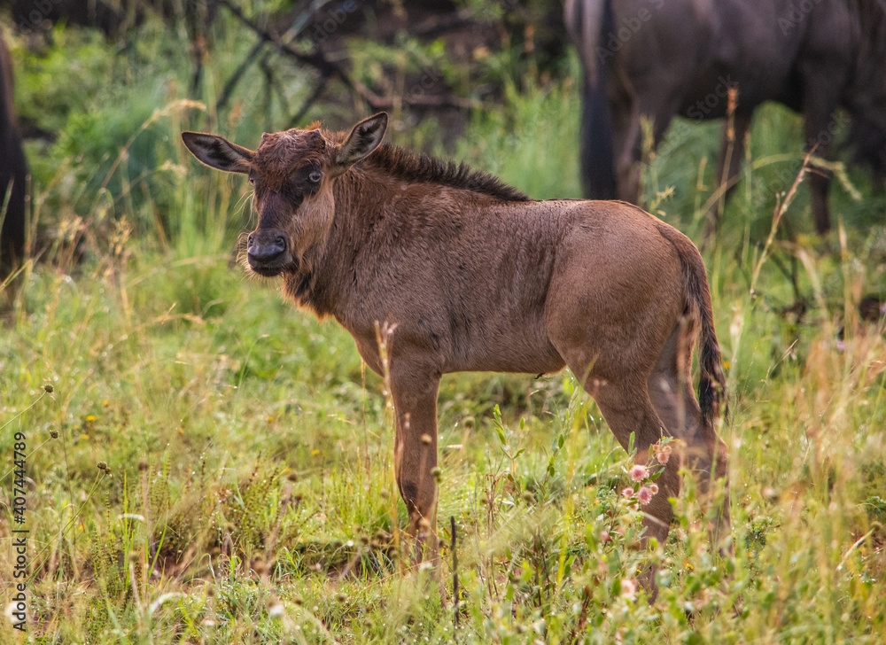 Baby wildebeest standing alone facing left