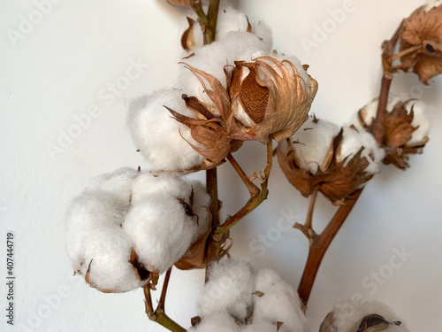 Two dry wooden cotton plant branches with white fluffy cotton flowers close up isolated on white background © Lapasmile
