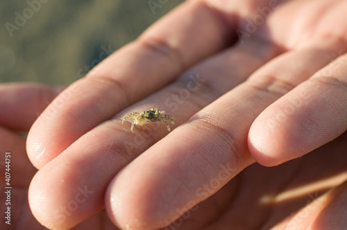 small crab on a hand lit by the afternoon sunlight, baby crab macro photography.