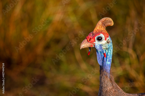 Canvas Print helmeted guinea fowl head portrait facing left with copy space