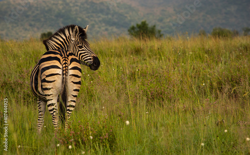 Adult zebra standing in green grass viewed from behind with head looking right © Hislightrq