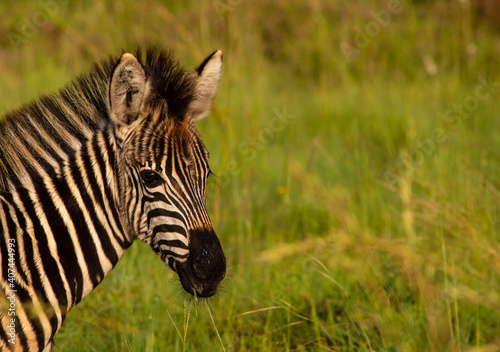 Portrait of baby zebra facing right with copy space