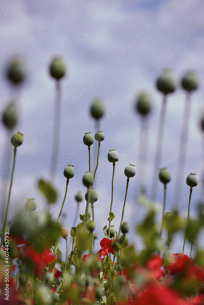 Red poppies blooming