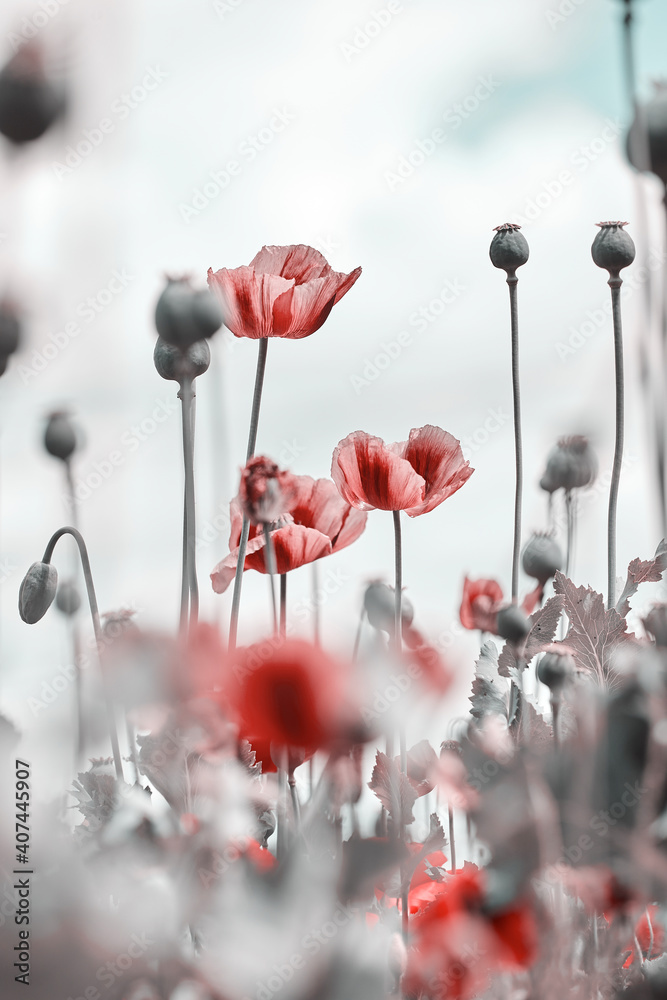 Obraz premium Red poppies blooming