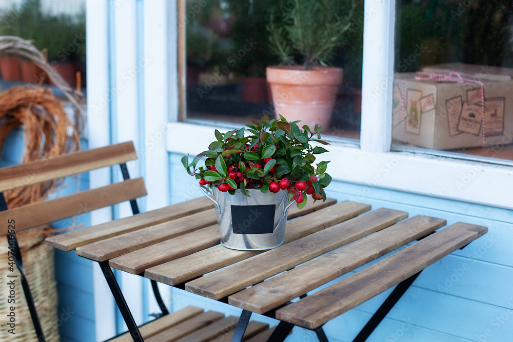 Christmas mistletoe with red berrys in pot on wooden table. homeplant on terrace home. Gardening concept. Plant care. home decoration plants. Cozy decor of yard. A pot with a plant on a garden table Christmas mistletoe with red berrys in pot on wooden table. homeplant on terrace home. Gardening concept. Plant care. home decoration plants. Cozy decor of yard. A pot with a plant on a garden table