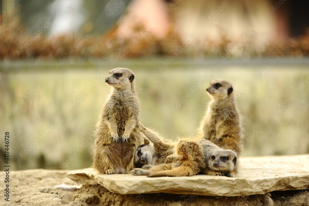 Erdmännchen Erdmännchen