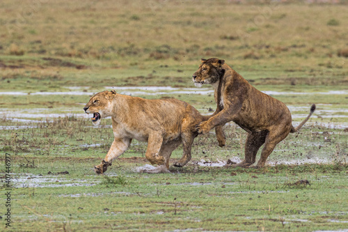 two lions running, Ngorongoro Conservation Area, Tanzania