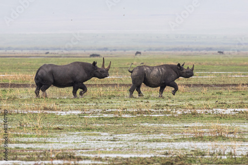 Two rhinos in the rain in Ngorongoro Conservation Area, Tanzania