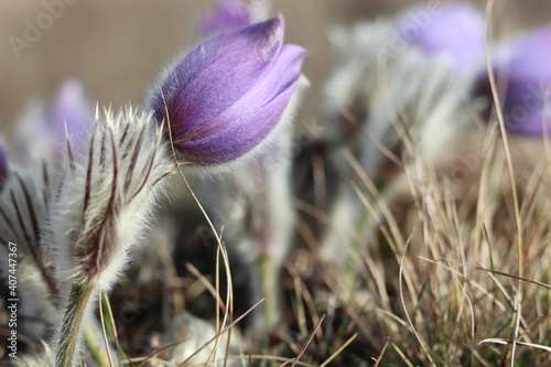 Pulsatilla is the most beautiful spring flower. Pulsatilla blooms in early spring in the forest on a sunny day. Pulsatilla, flower close-up. Contour light. Soft focus.