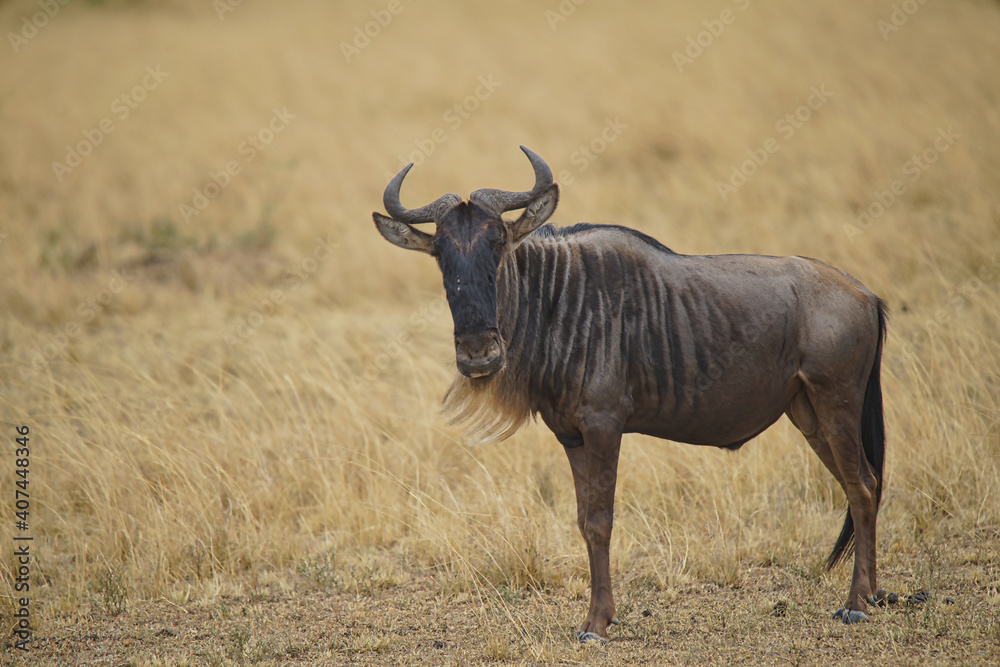 A full-body The antelope(Wildebeest) stood on the dry grass. Large numbers of animals migrate to the Masai Mara National Wildlife Refuge in Kenya, Africa. 2016. A full-body The antelope(Wildebeest) stood on the dry grass. Large numbers of animals migrate to the Masai Mara National Wildlife Refuge in Kenya, Africa. 2016.