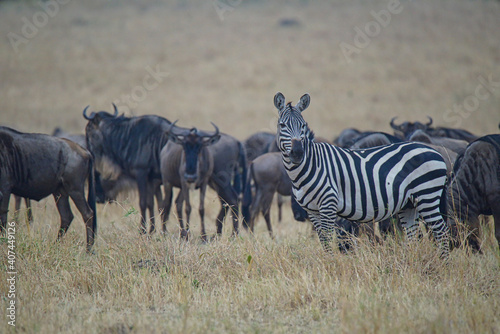 Fototapeta Naklejka Na Ścianę i Meble -  On the grassland, a zebra stands in front of the antelope(Wildebeest). Large numbers of animals migrate to the Masai Mara National Wildlife Refuge in Kenya, Africa. 2016.