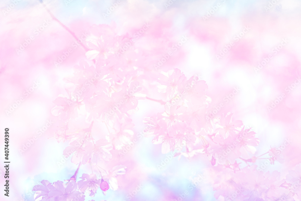 sakura flowers on sakura tree - Cherry blossom sakura flowers on sakura tree - Cherry blossom