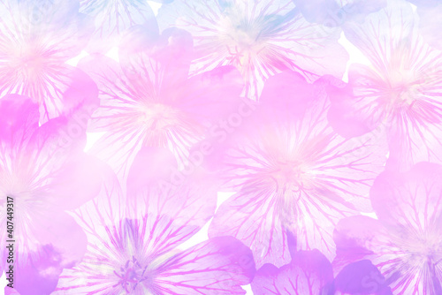 a nice floral background from purple flowers garden Geranium