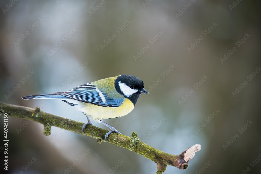 Fototapeta premium Closeup photo of a great tit