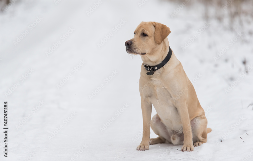 Labrador retriever dog sitting in the snow