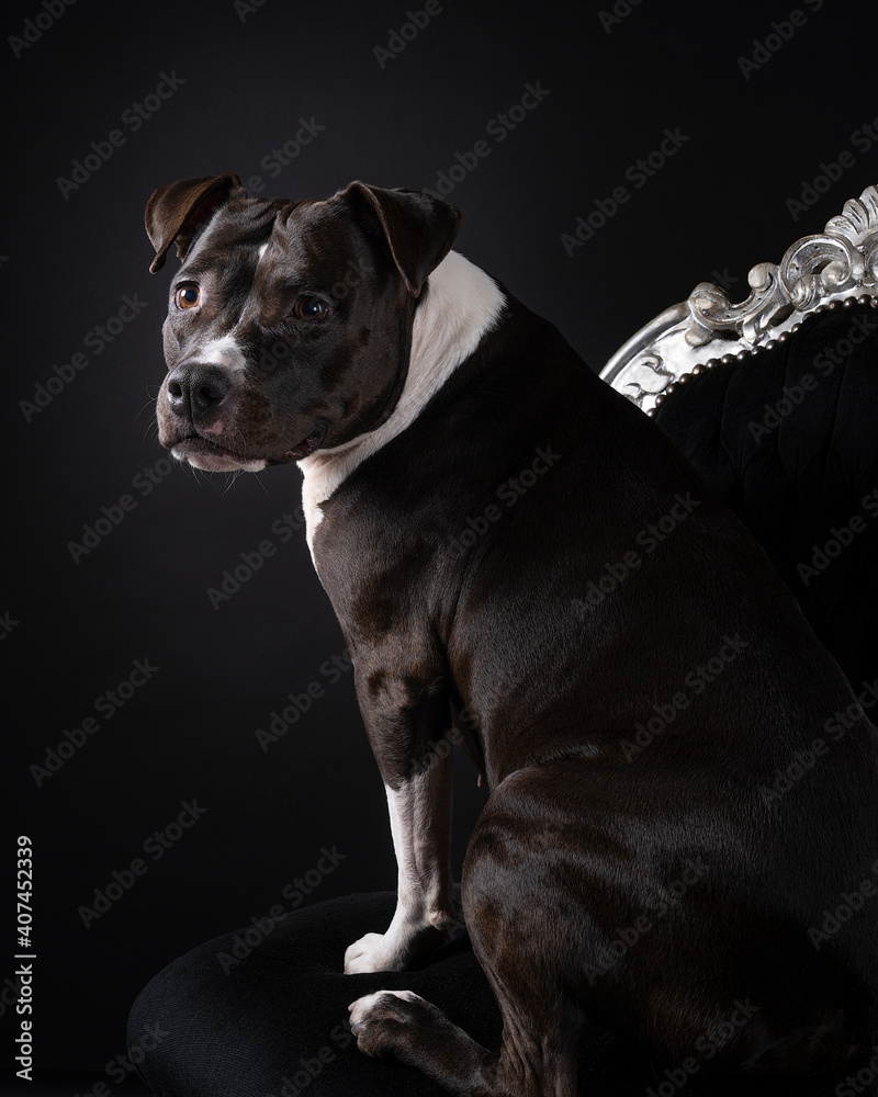 Portrait of a brown American Staffordshire terrier sitting in a black background on a black baroque chair