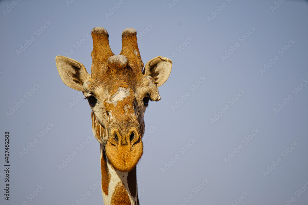 A close-up of an African giraffe's head. Large numbers of animals migrate to the Masai Mara National Wildlife Refuge in Kenya, Africa. 2016.