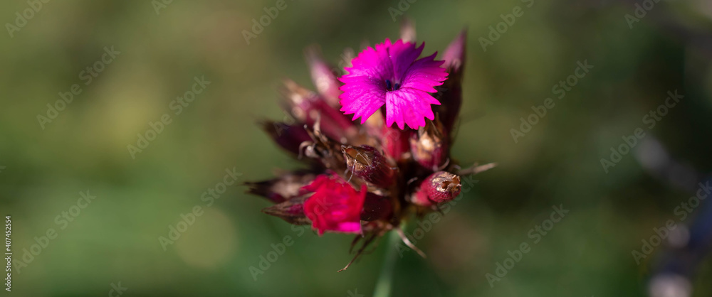 Close-up of pink Dianthus wildflower. Copy space Close-up of pink Dianthus wildflower. Copy space