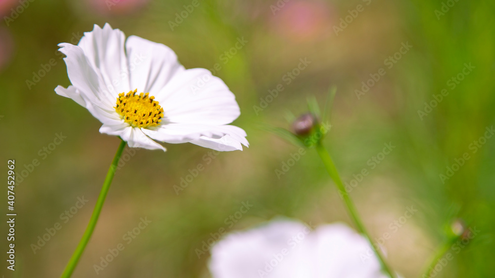 Beautiful white cosmos flower on green nature background Beautiful white cosmos flower on green nature background