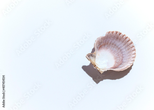 Isolated shells with beige Background.