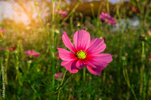 Beautiful pink cosmos flower on green background.