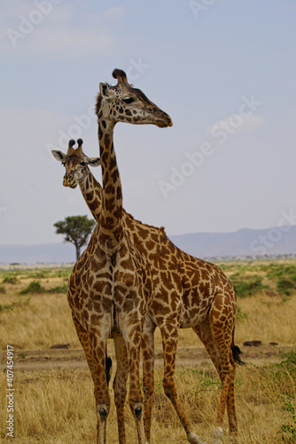 Two African giraffes stand on the grass. In the opposite direction. Large numbers of animals migrate to the Masai Mara National Wildlife Refuge in Kenya  Africa. 2016.