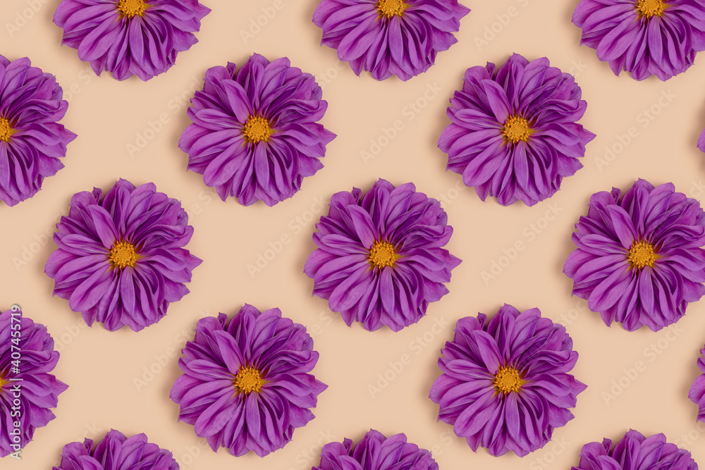 Repetitive pattern made of purple dahlia flowers on a beige background. Springtime creative concept.