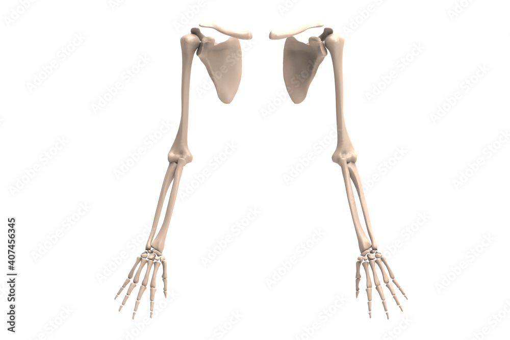3d illustration Skeletal hand 3d illustration Skeletal hand
