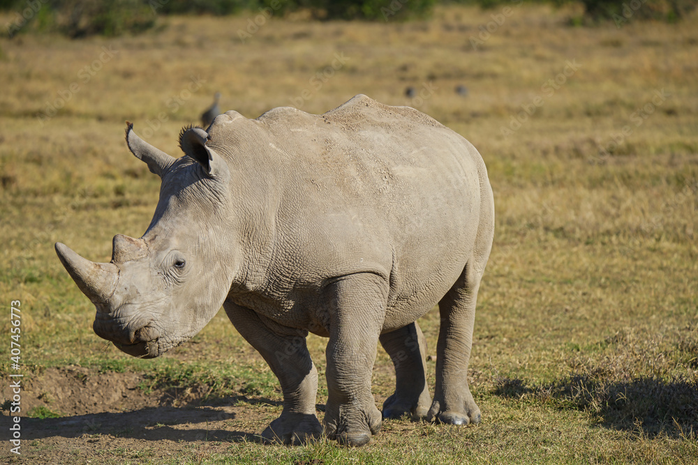 Obraz premium A rhinoceros stood on the grass, basking in the sun. Large numbers of animals migrate to the Masai Mara National Wildlife Refuge in Kenya, Africa. 2016.