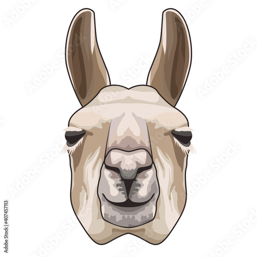 alpaka animal domestic head character