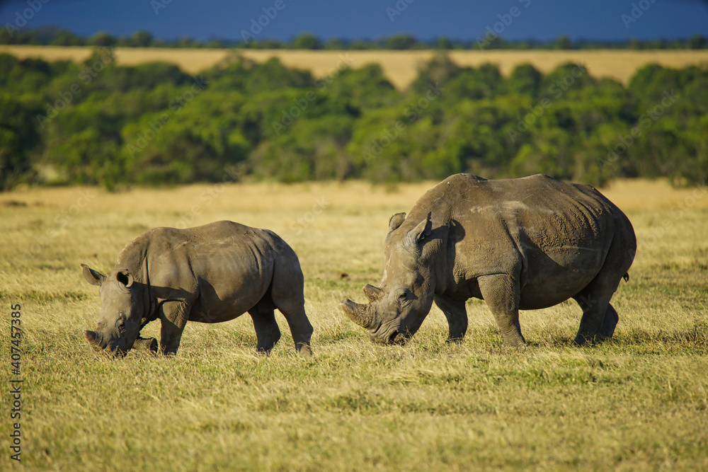 There are two rhinos walking on the grass. Large numbers of animals migrate to the Masai Mara National Wildlife Refuge in Kenya, Africa. 2016. There are two rhinos walking on the grass. Large numbers of animals migrate to the Masai Mara National Wildlife Refuge in Kenya, Africa. 2016.