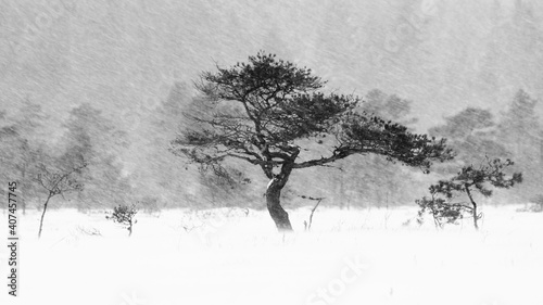 Pine tree in blizzard at national park of Torronsuo, Tammela, Finland.  photo