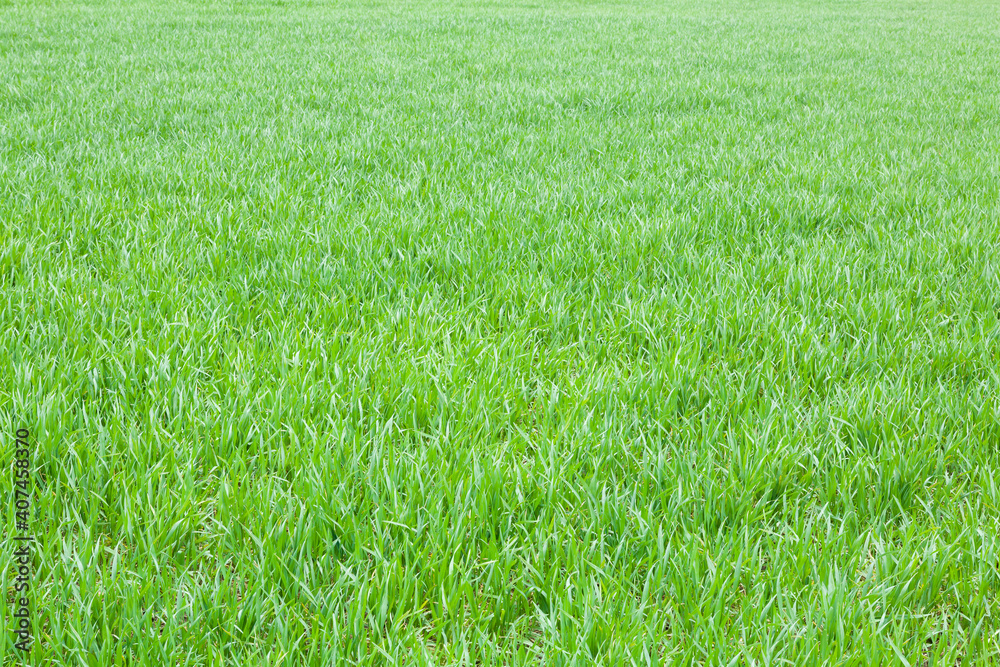 Grass blades texture or background, UK