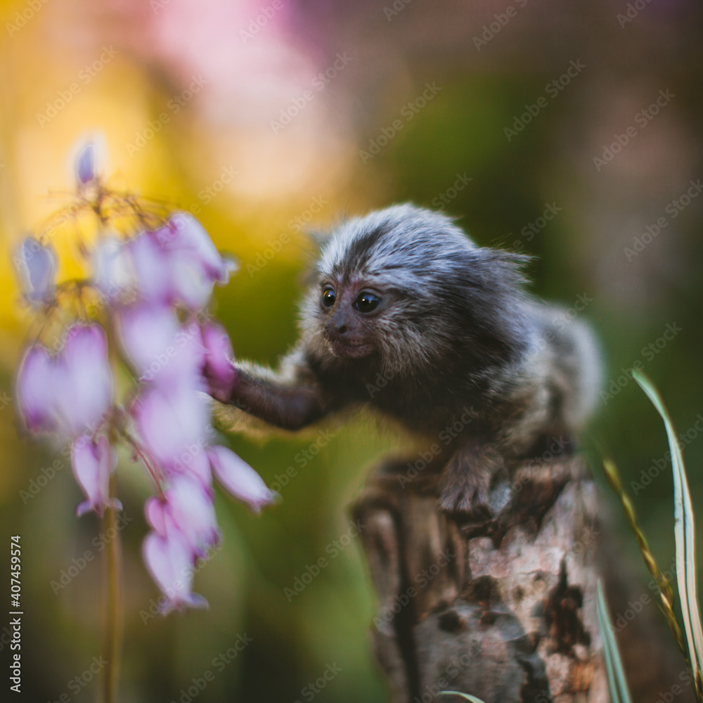 The common marmoset baby on the branch in summer garden The common marmoset baby on the branch in summer garden