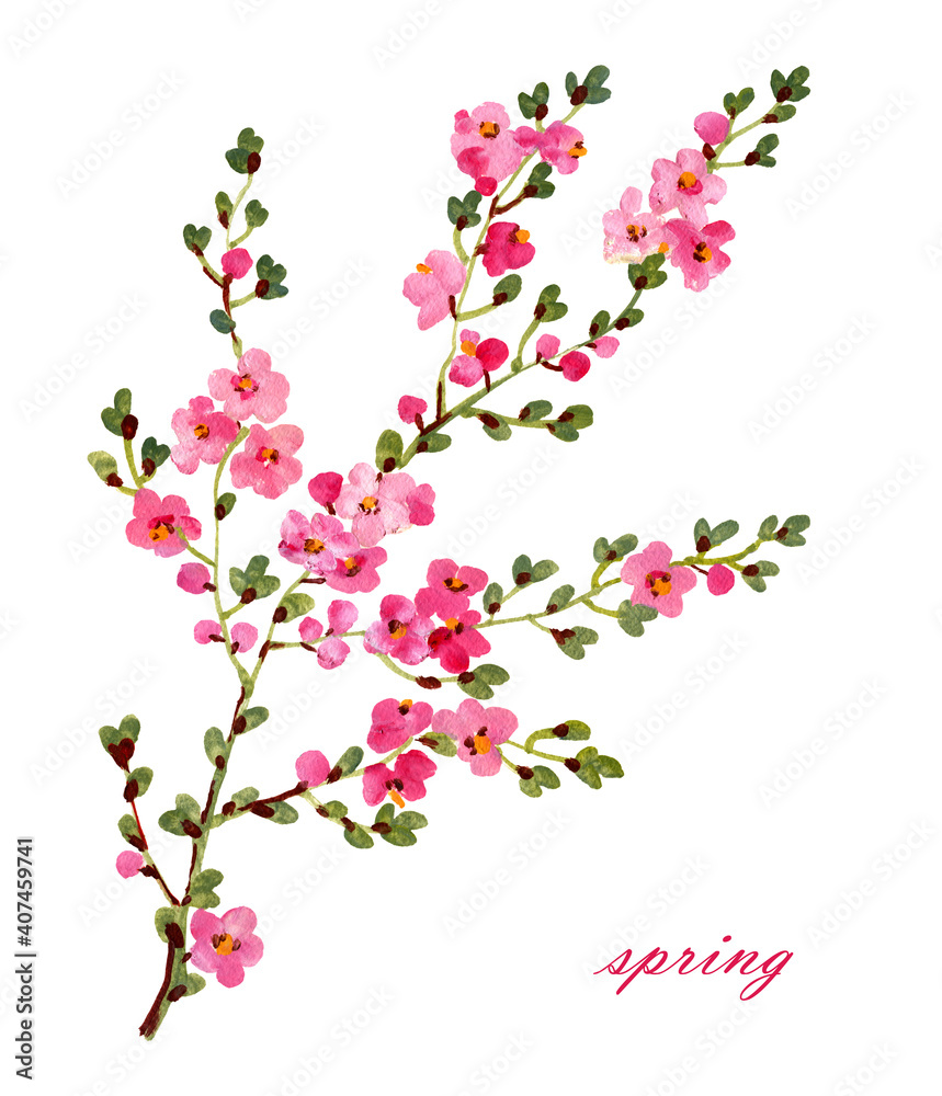 illustration of blossoming branch illustration of blossoming branch