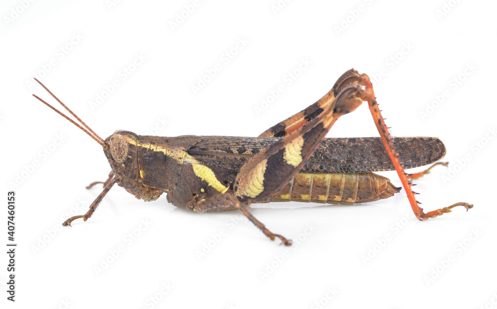 Fototapeta premium Grasshopper isolated on white background