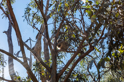 Eucalyptus tree with a koala bear fast asleep on one of the branches.