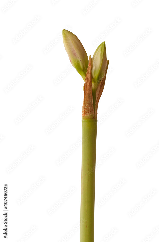 Bud Amaryllis (Hippeastrum) Bud Amaryllis (Hippeastrum)