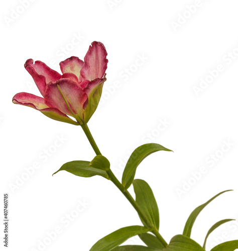 Double Asiatic Lily ‘Double Sensation’ on white background isolated