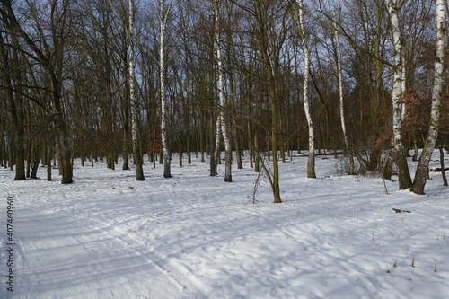 Forest park under lot of snow