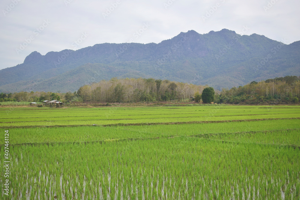 Nature green cornfield in the mountain background Laos PDR 2021 Nature green cornfield in the mountain background Laos PDR 2021