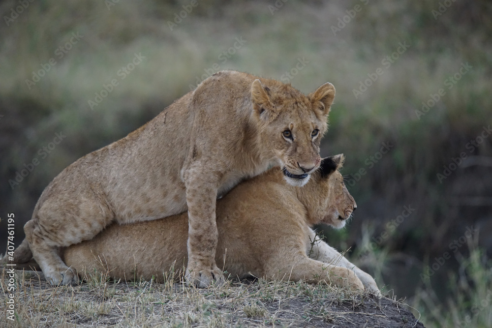 Fototapeta premium Two African lions rest on the grass. One lion lay on the back of the other. Large numbers of animals migrate to the Masai Mara National Wildlife Refuge in Kenya, Africa. 2016.