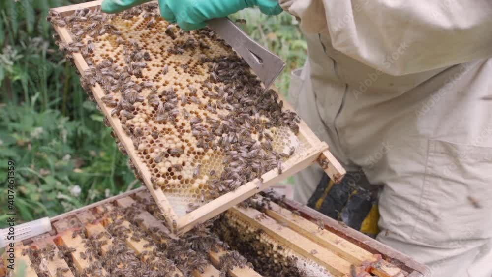 Beekeeper working with beehives in the countryside Beekeeper working with beehives in the countryside